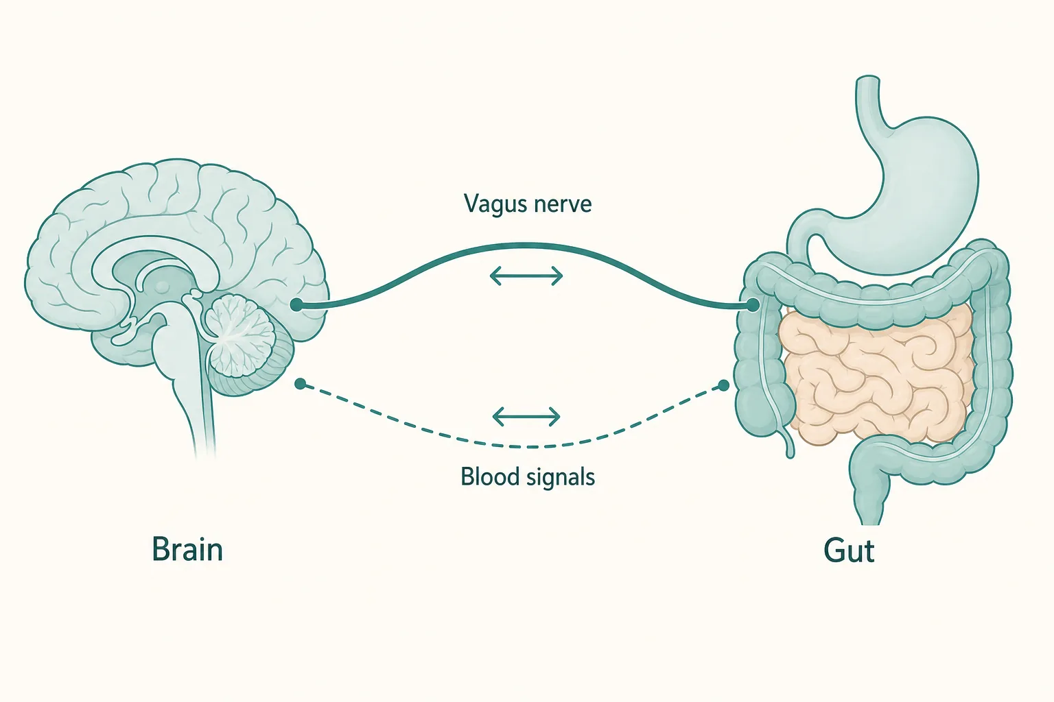 Diagram of the gut-brain axis showing the vagus nerve and blood signals connecting the brain and gut in both directions