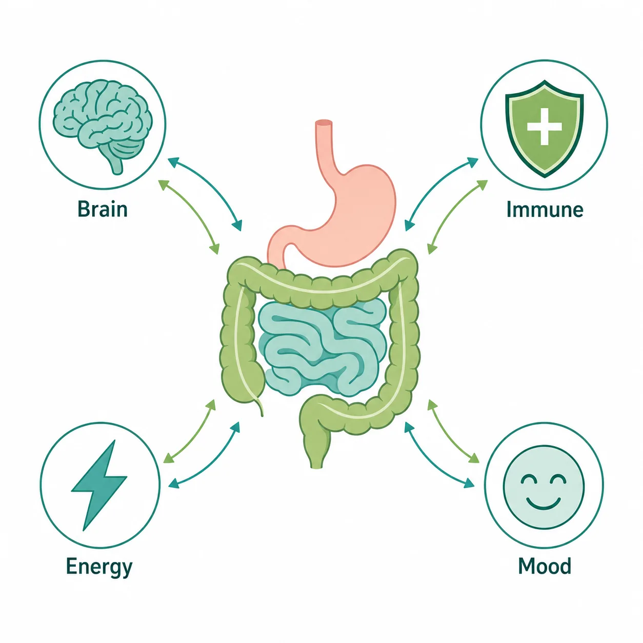 Diagram showing the two-way connection between the gut and the brain, immune system, energy, and mood
