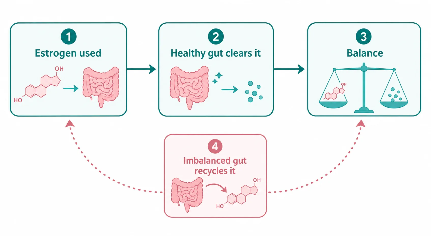 Process diagram showing estrogen being used, cleared by a healthy gut for balance, or recycled back when the gut is imbalanced